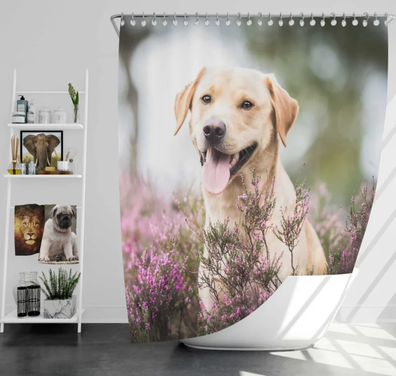 Lavender-Adorned Labrador Beauty Shower Curtain