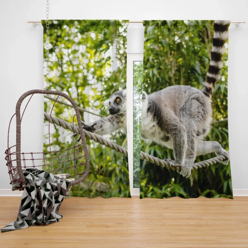 Lemur Primate Playfulness Innocent Charm Curtain