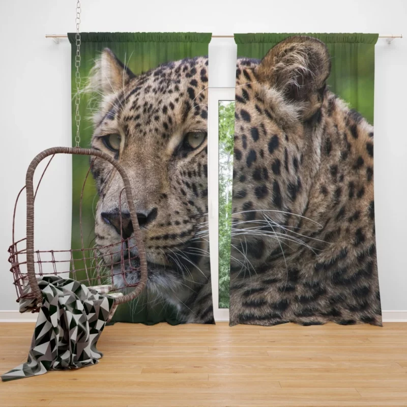 Leopard Agile Curtain