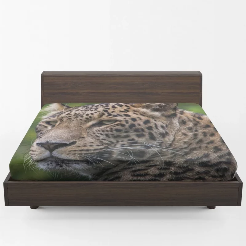 Leopard Agile Fitted Sheet