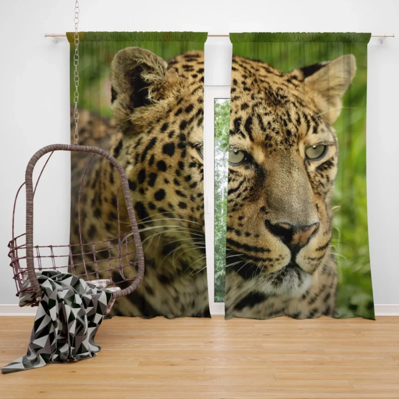 Leopard Ferocious Animal Curtain