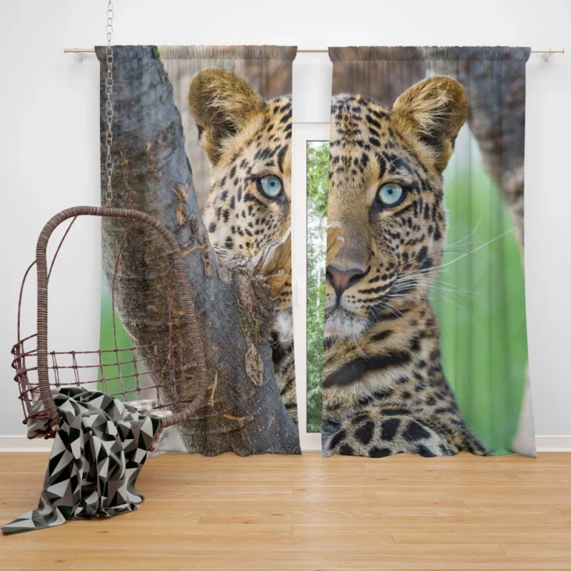 Leopard Fierce Gaze Essence of the Panthera Curtain