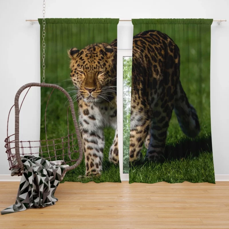 Leopard Fierce Gaze Jungle Majesty Curtain