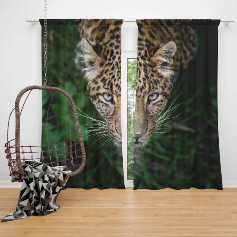 Leopard Intense Stare Enigmatic Power Curtain