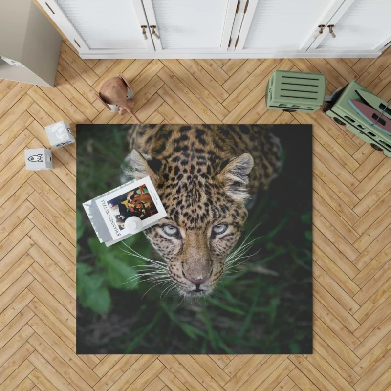 Leopard Intense Stare Enigmatic Power Rug