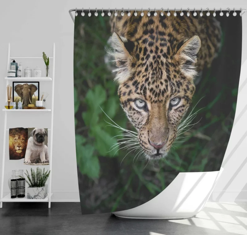 Leopard Intense Stare Enigmatic Power Shower Curtain