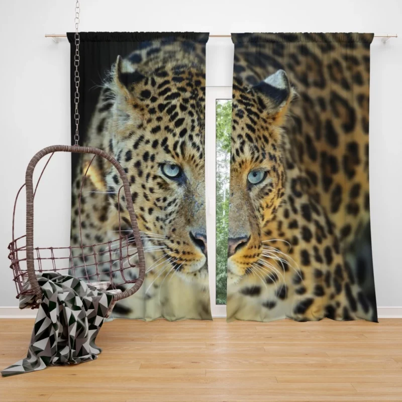 Leopard Mysterious Gaze Enigmatic Beauty Curtain