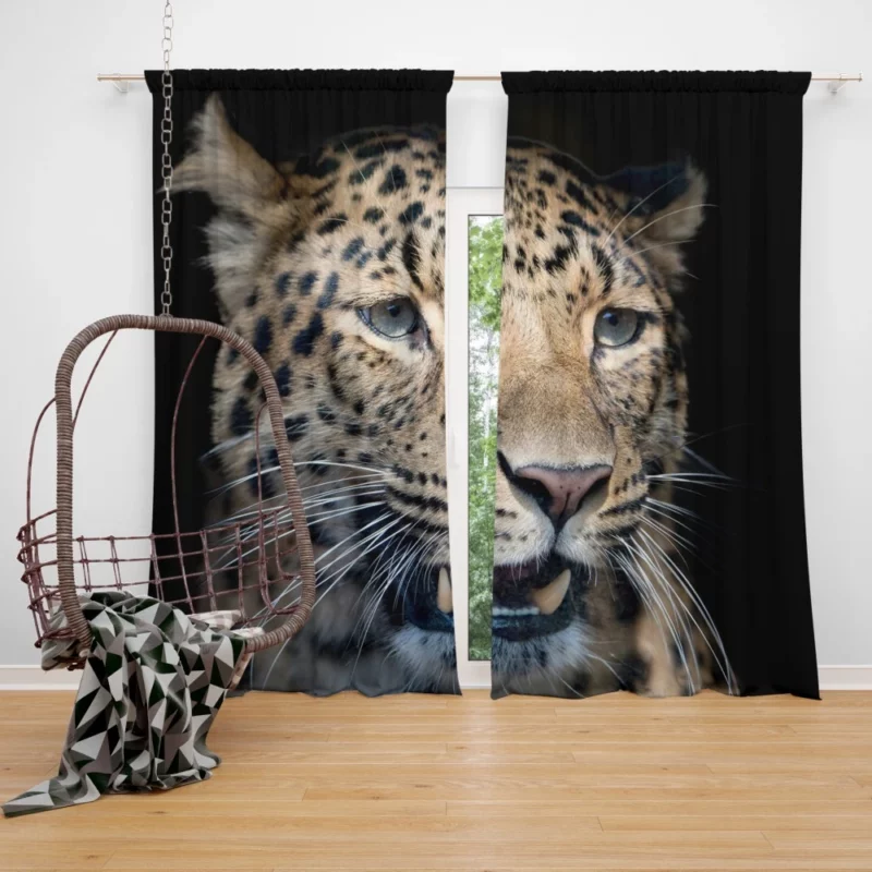 Leopard Mysterious Stare Enigmatic Beauty Curtain