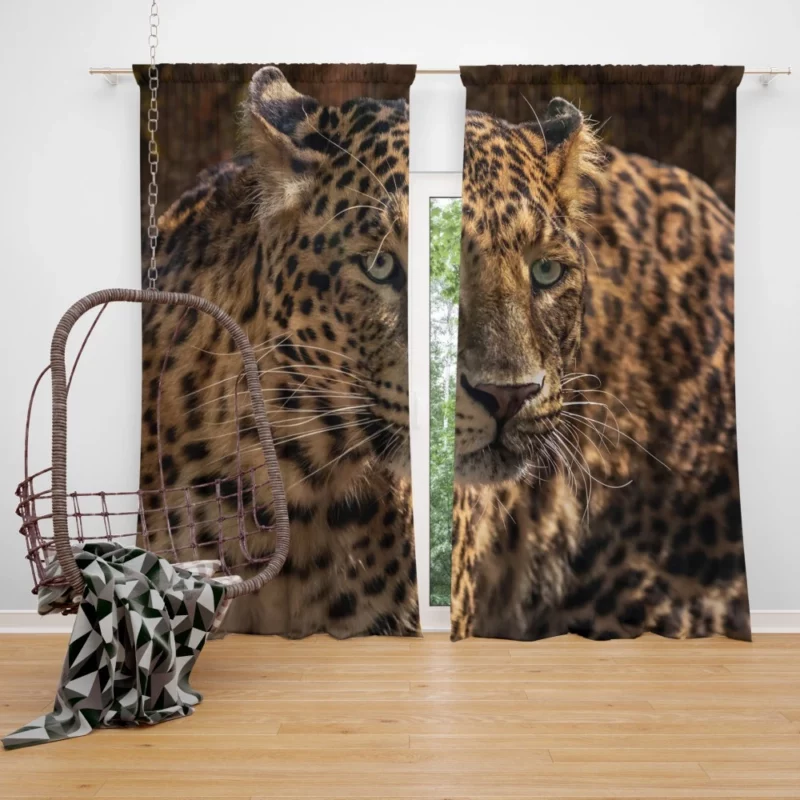 Leopard Power Curtain