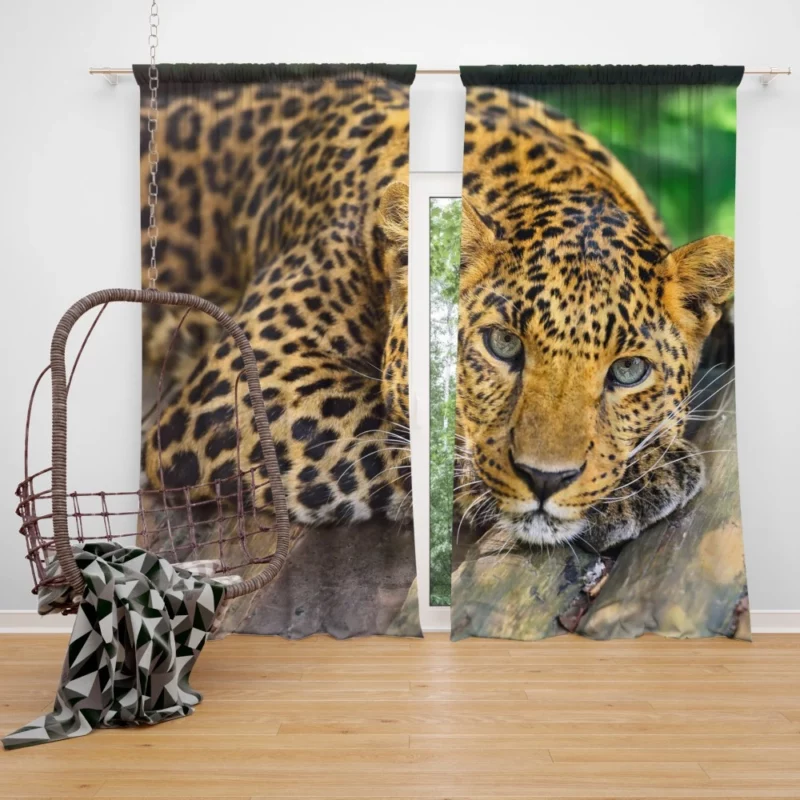 Leopard Wilderness Elegance Curtain