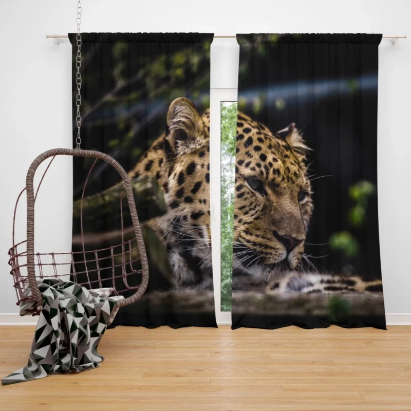 Leopard in Zoo Wild Majesty Curtain