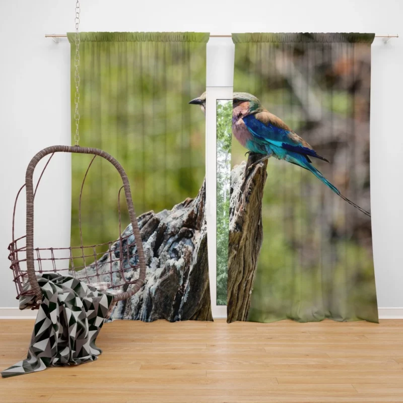 Lilac-Breasted Roller Tropical Charm Vibrant Bird Curtain