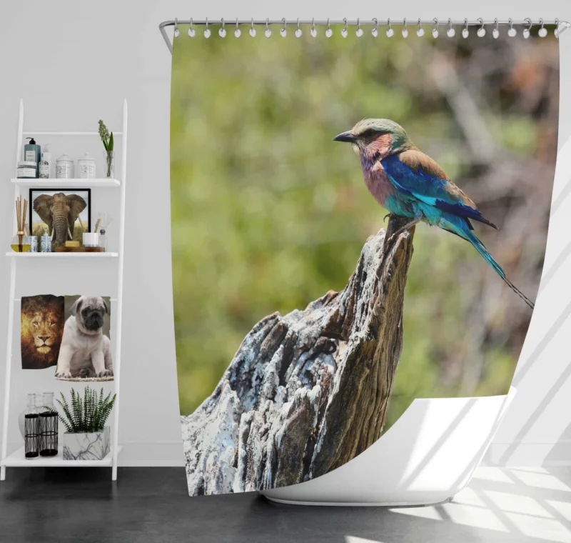 Lilac-Breasted Roller Tropical Charm Vibrant Bird Shower Curtain