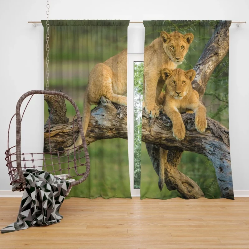 Lion Cub Depth of Field Charm Curtain