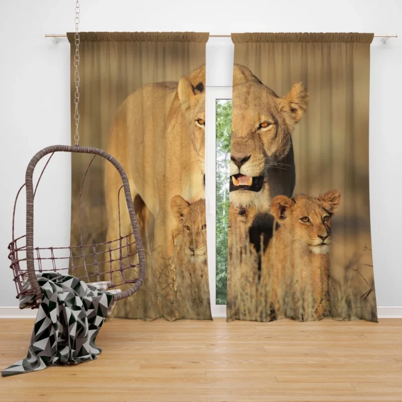 Lion Cub Depth of Field Wonder Curtain