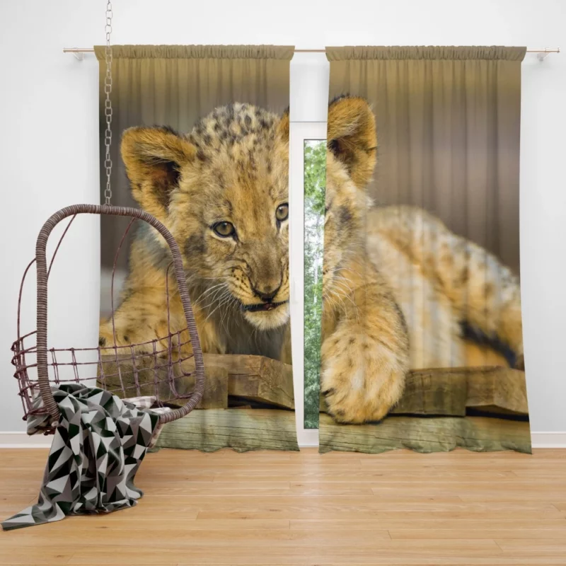 Lion Cub Innocence Wilderness Wonder Curtain