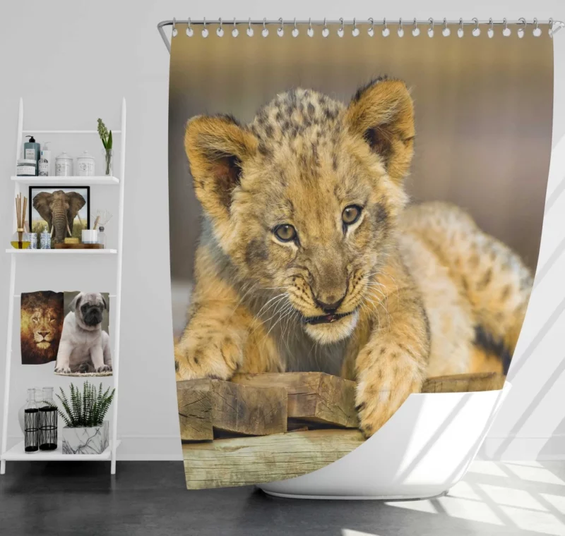 Lion Cub Innocence Wilderness Wonder Shower Curtain