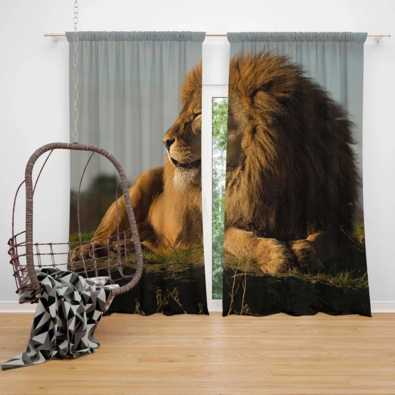 Lion Diverse Curtain