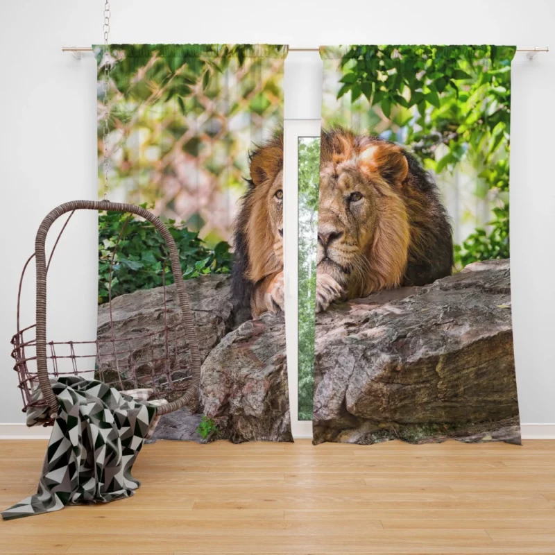 Lion Fierce Animal Curtain