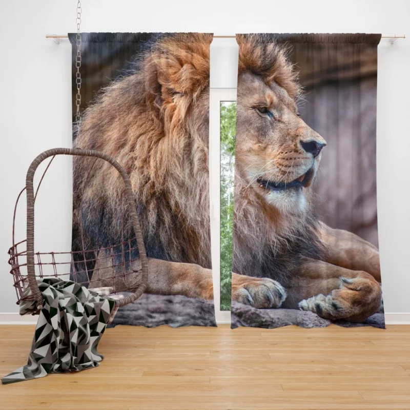 Lion Fierce Pride Curtain