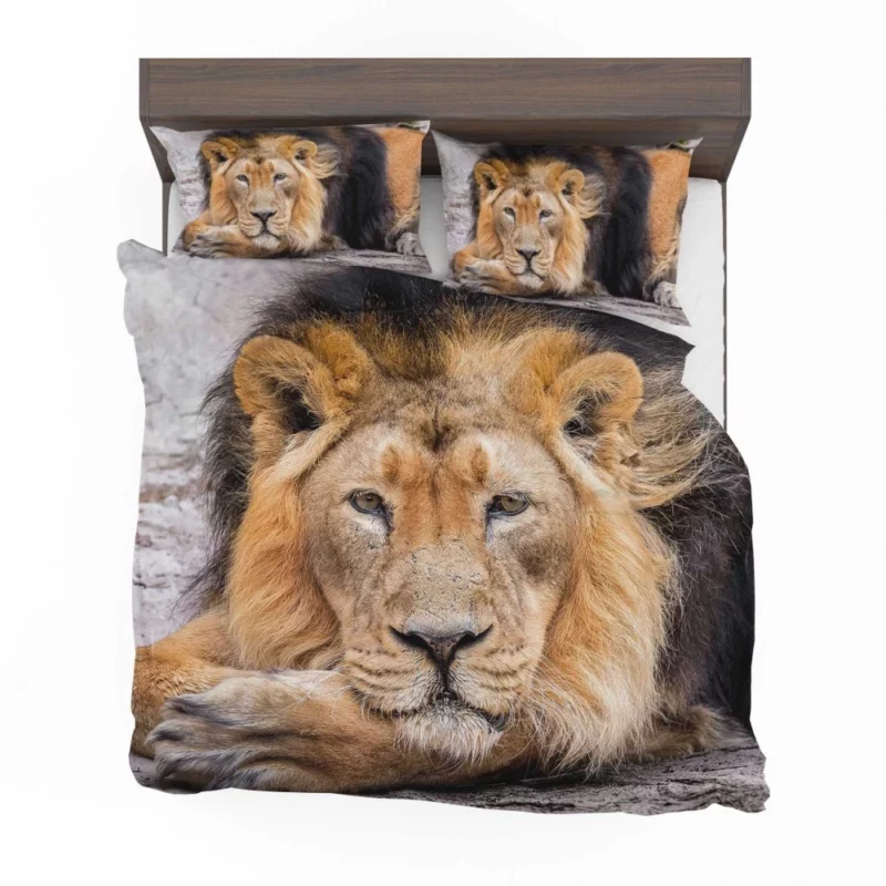 Lion Gaze into Wilderness Bedding Set 1