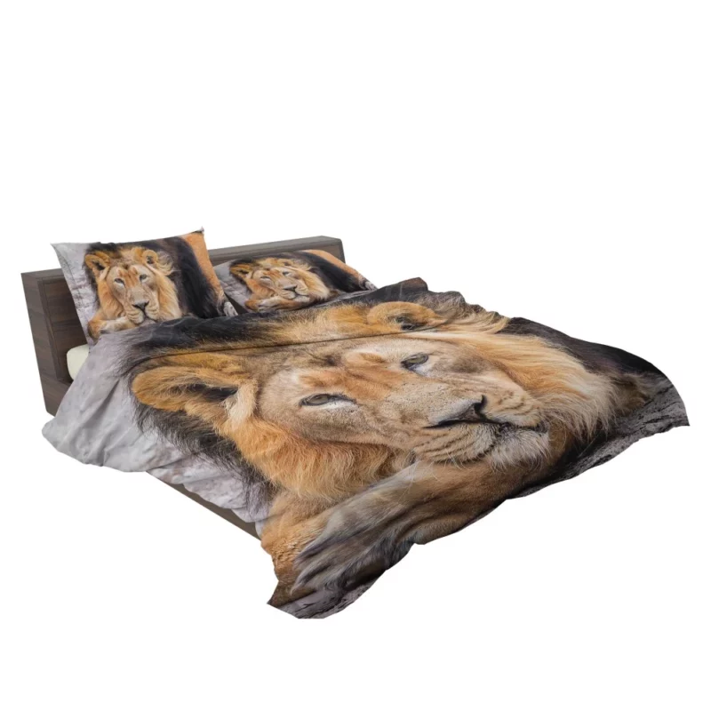 Lion Gaze into Wilderness Bedding Set 2