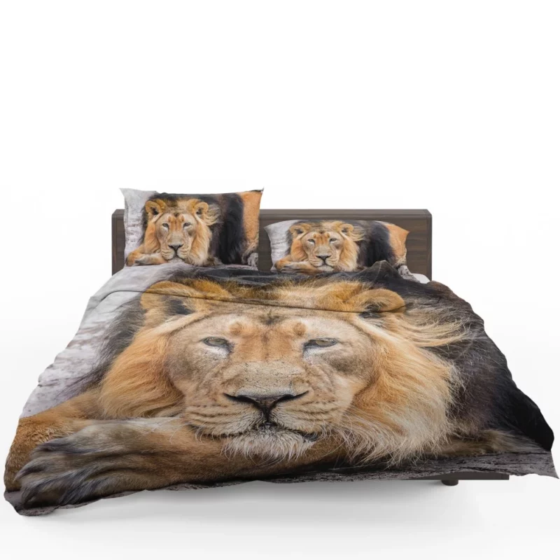 Lion Gaze into Wilderness Bedding Set