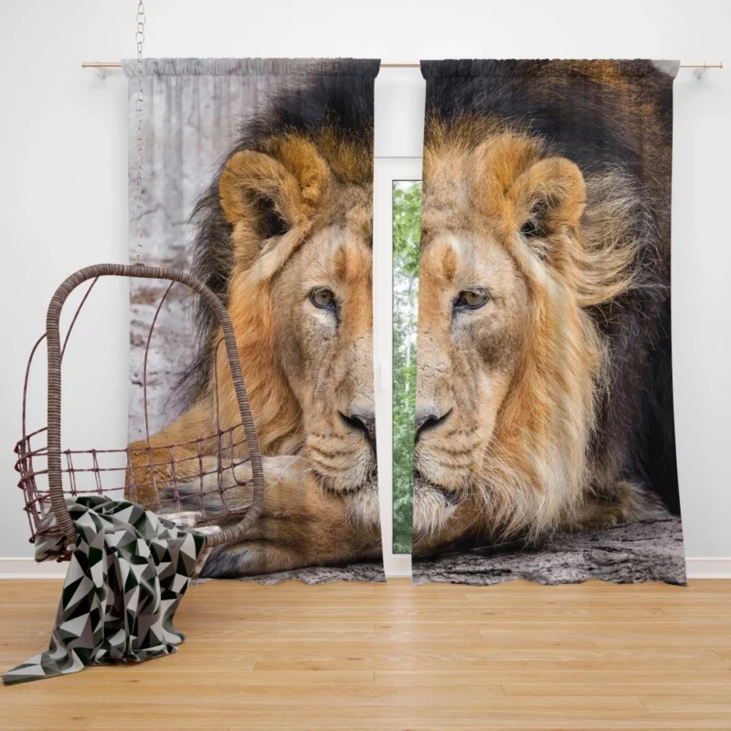 Lion Gaze into Wilderness Curtain