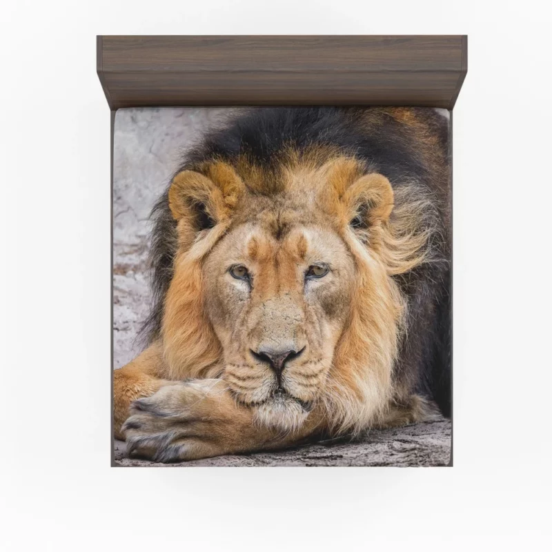 Lion Gaze into Wilderness Fitted Sheet 1