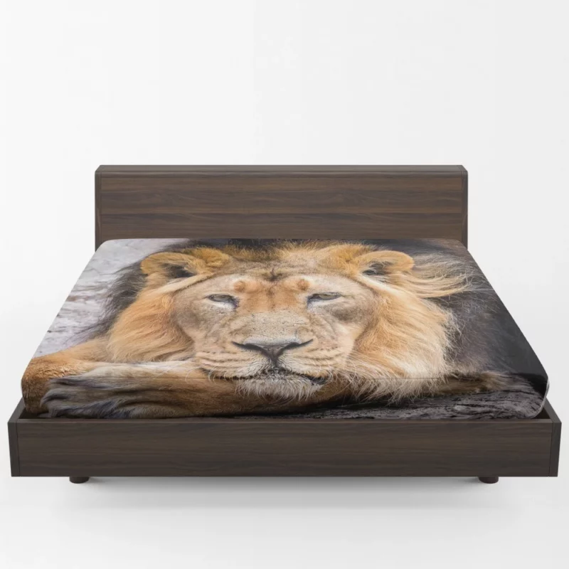 Lion Gaze into Wilderness Fitted Sheet