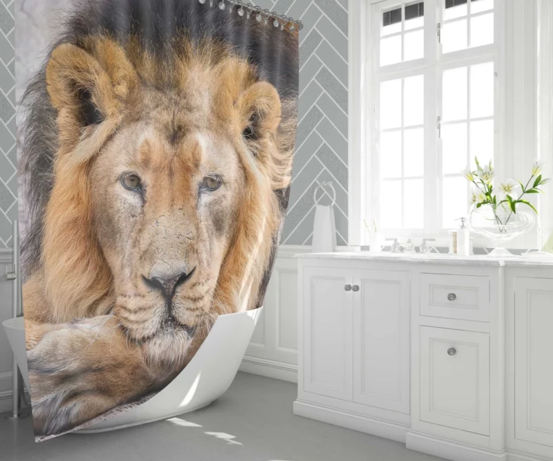 Lion Gaze into Wilderness Shower Curtain 1