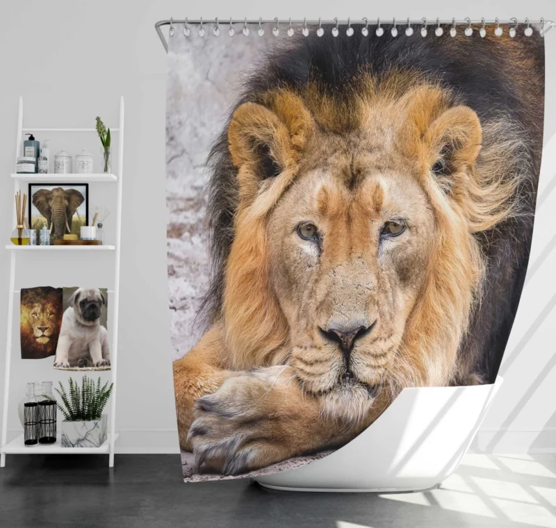 Lion Gaze into Wilderness Shower Curtain