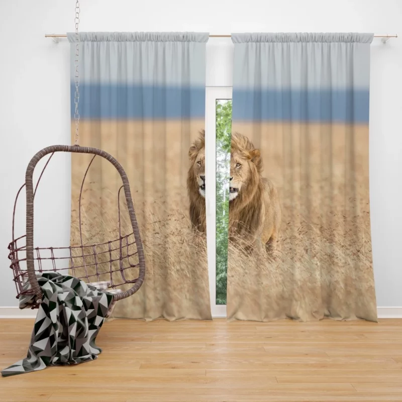 Lion Graceful Stance Nature Majesty Curtain