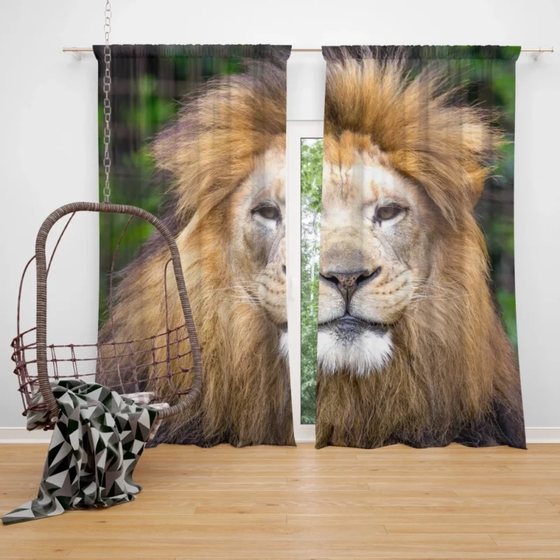 Lion Intense Close-Up Majestic Aura Curtain