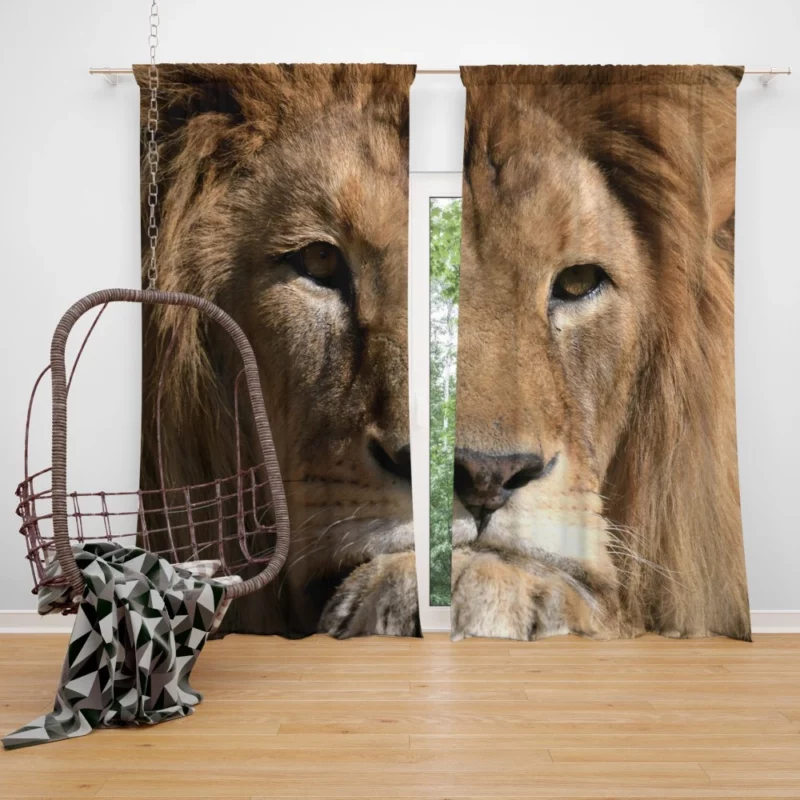 Lion Intense Close-Up Regal Power Curtain