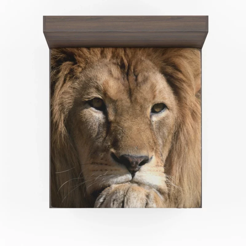 Lion Intense Close-Up Regal Power Fitted Sheet 1