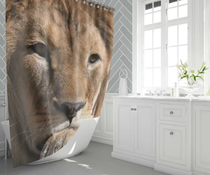 Lion Intense Close-Up Regal Power Shower Curtain 1