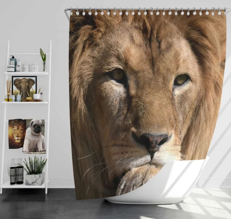 Lion Intense Close-Up Regal Power Shower Curtain