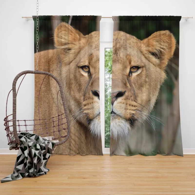 Lion Magnificent Curtain