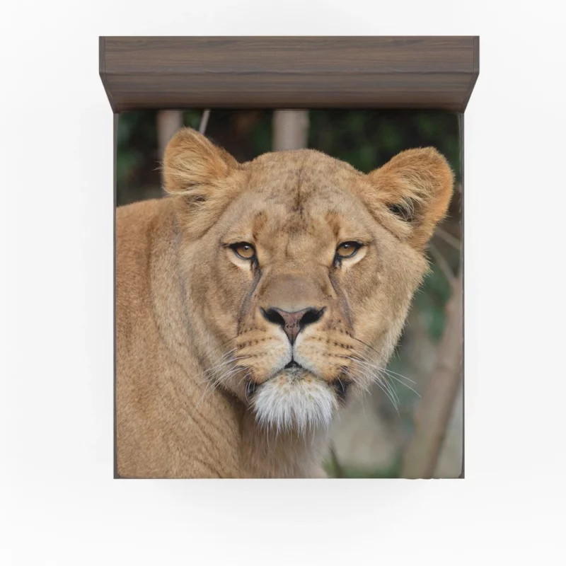 Lion Magnificent Fitted Sheet 1