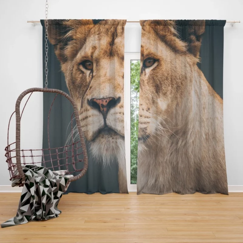 Lion Majestic Curtain