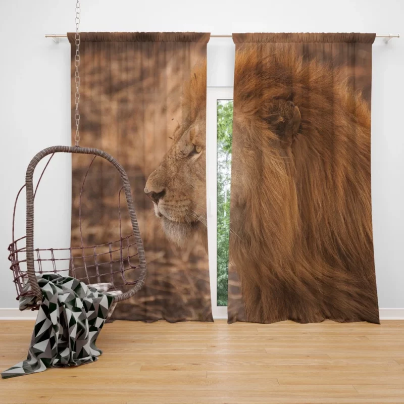 Lion Majestic Gaze King of Wilderness Curtain