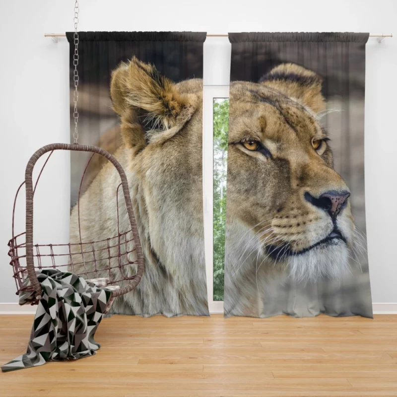 Lion Majestic Gaze Kingly Presence Curtain