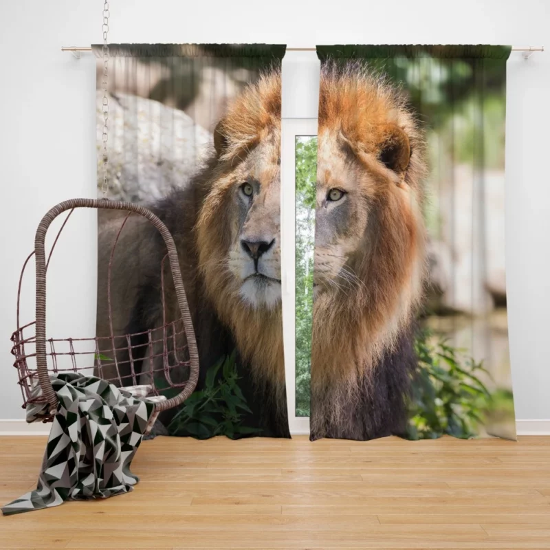 Lion Majestic Gaze Wilderness King Curtain