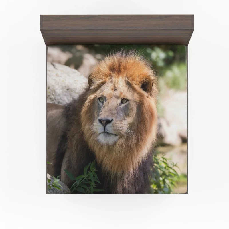 Lion Majestic Gaze Wilderness King Fitted Sheet 1