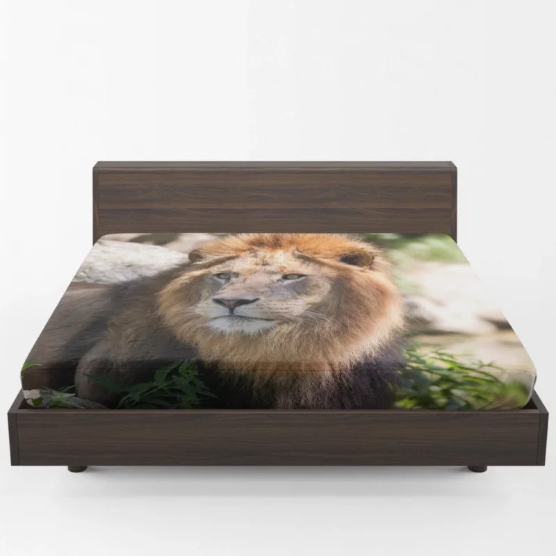 Lion Majestic Gaze Wilderness King Fitted Sheet