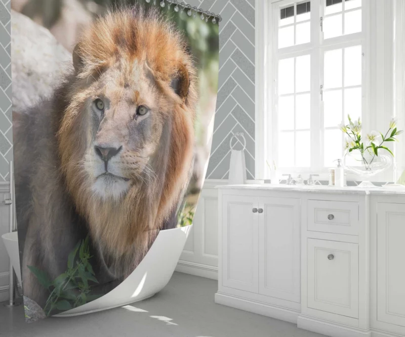 Lion Majestic Gaze Wilderness King Shower Curtain 1