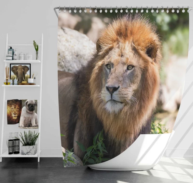 Lion Majestic Gaze Wilderness King Shower Curtain