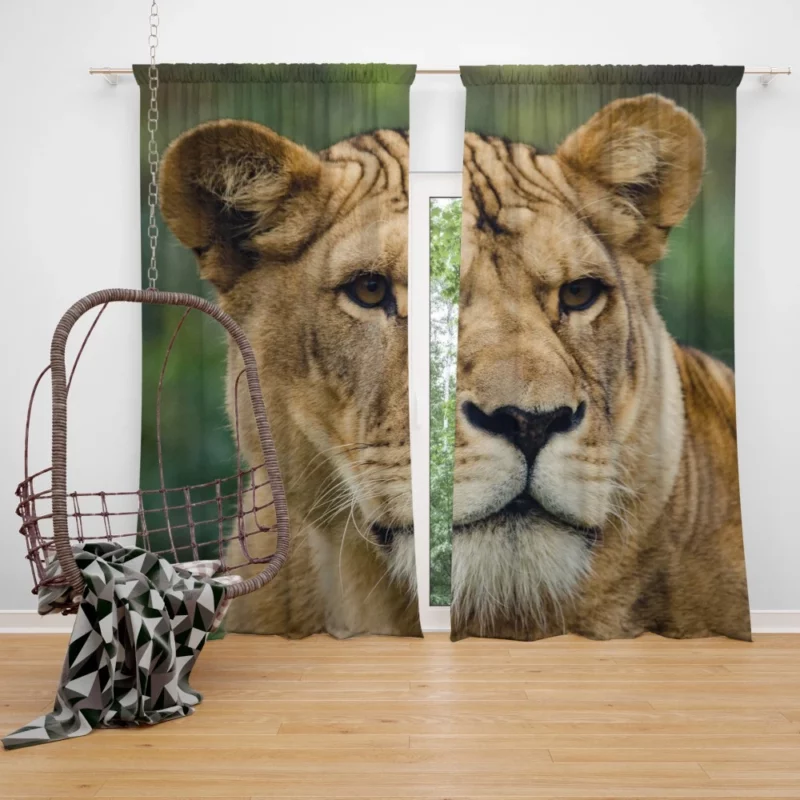 Lion Majestic Presence Fierce Aura Curtain