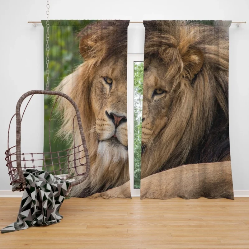 Lion Majestic Stare Black & White Serenity Curtain